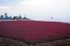 紅海灘